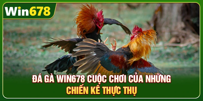 WIN678 Seehd | Trang Chủ Chính Thức, Update Mới T8/2026 8 Đá gà Win678 cuộc chơi của những chiến kê thực thụ