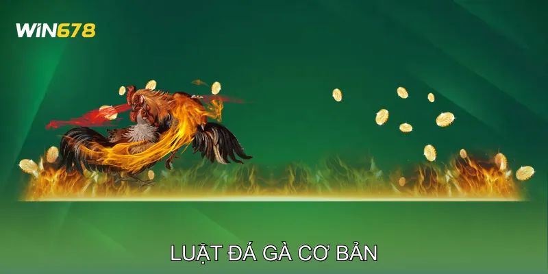 Luật Đá Gà Những Điều Người Mới Tham Gia Không Nên Bỏ Qua 3 Luật Đá Gà Cơ Bản