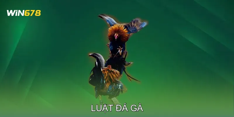 Luật Đá Gà Những Điều Người Mới Tham Gia Không Nên Bỏ Qua 1 Luật Đá Gà Những Điều Người Mới Tham Gia Không Nên Bỏ Qua